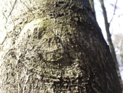 Drzewiec Słonko mimini