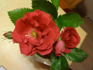 F Róża., mi450