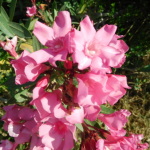 róż kwiat Krety 450