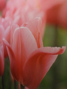 Tulip PKP mini